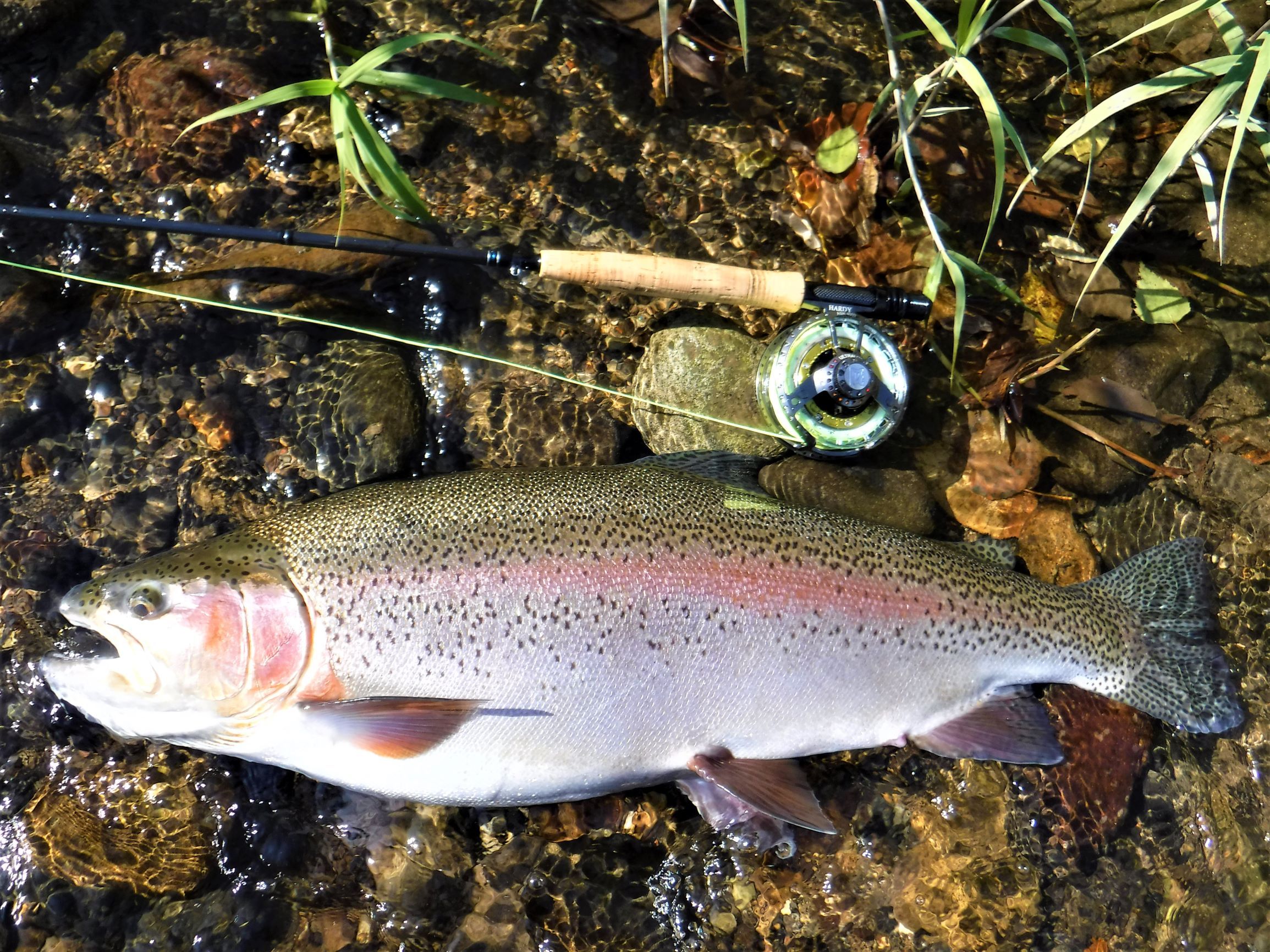 10 18 常呂川 怪物ニジマス 76cm Fisher Camp J の I Love 虹鱒 In 道東オホーツク 楽天ブログ