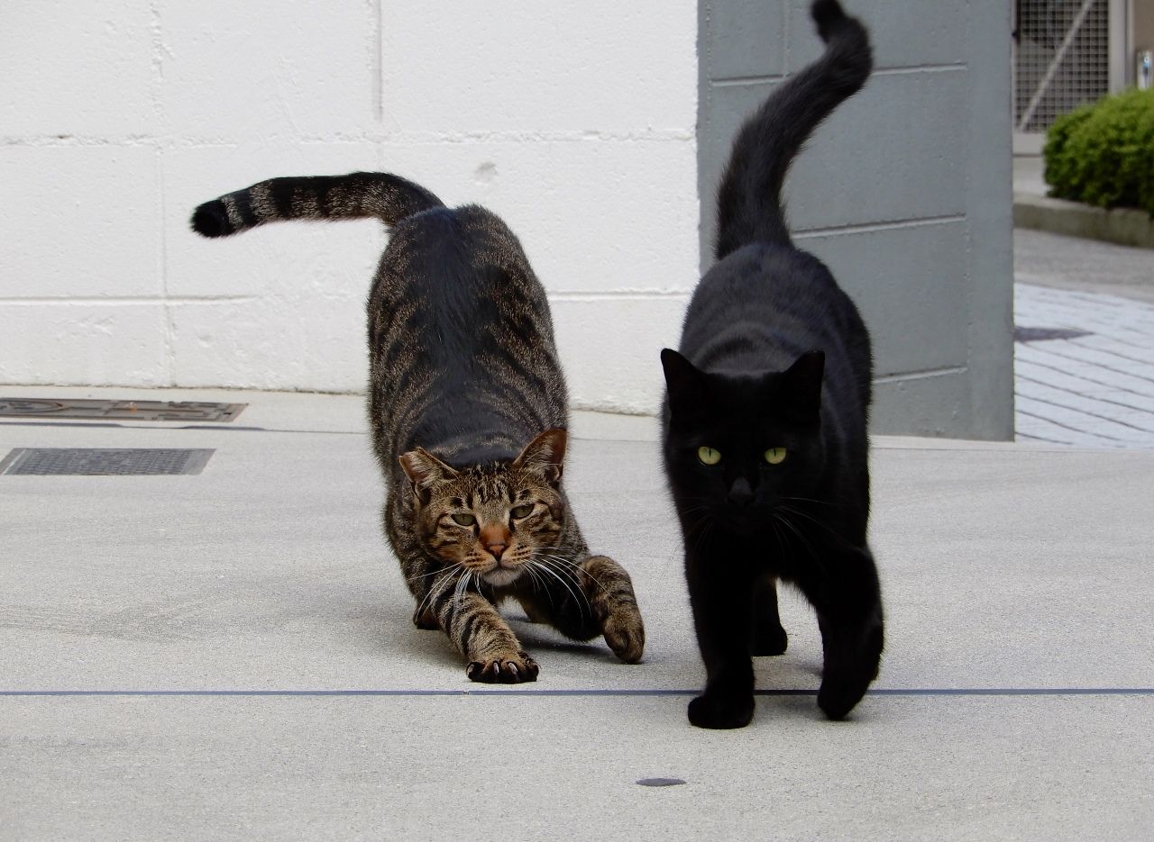 86ページ目の 猫 人さまのネコ 楽天ブログ