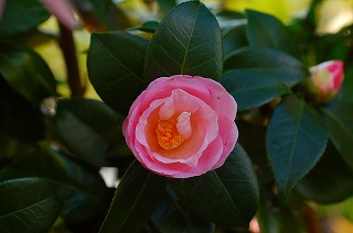 つばき