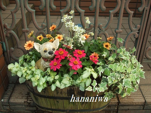 油井邸玄関ジニアの寄せ植え１２０５２１.JPG