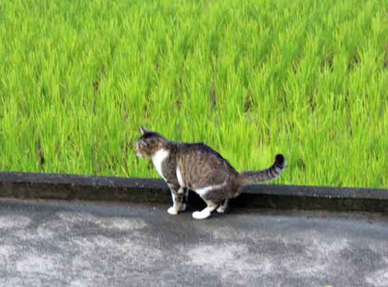 我が家のニャンコ♪2013/10/13-3