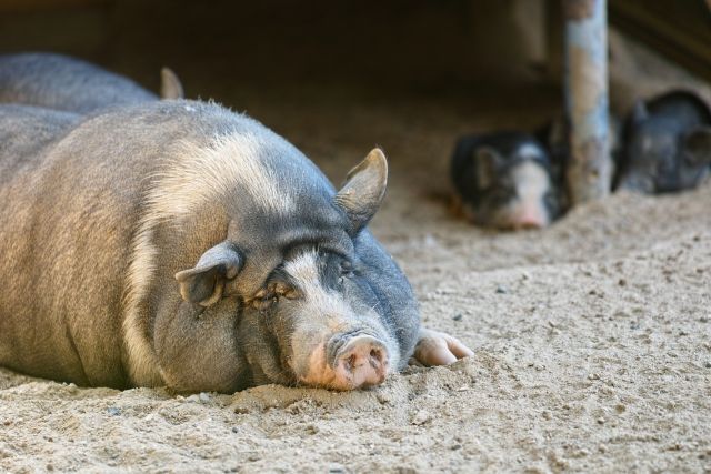 おっさんじゃないかと思う動物たち 私設見逃してもいい動物園 楽天ブログ