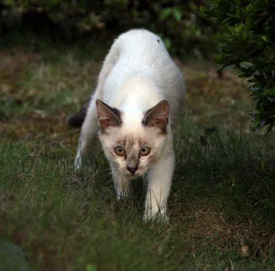 我が家のニャンコ♪2013/7/19-3