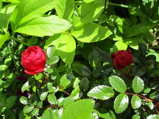 IMG_9907ss.jpg