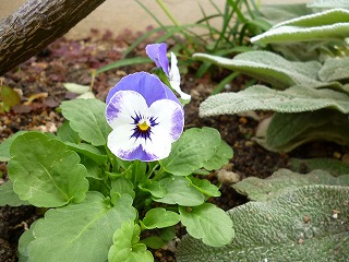 P1250370ss.jpg