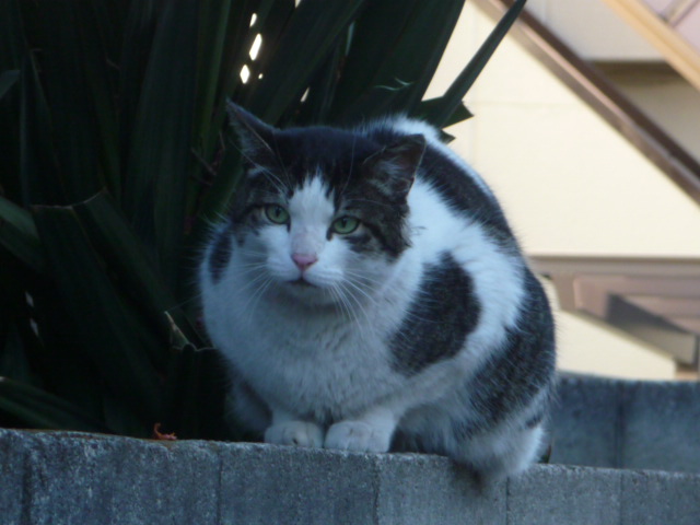 599 ねこちゃん