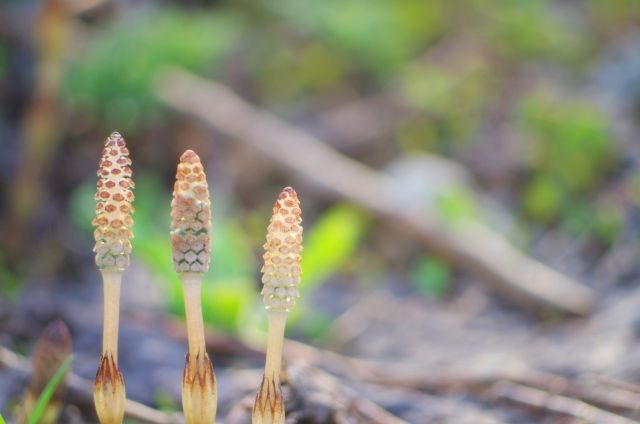 啓蟄 虫が這い出す めいちーたいの気楽に薬膳 楽天ブログ