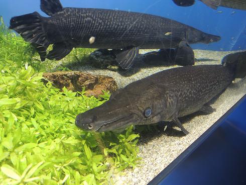 ワニみたいな古代魚