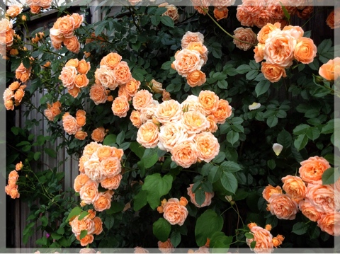 ローズ&グラスガーデン