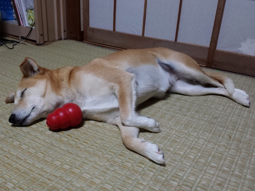 20160120_195317 (500x375).jpg