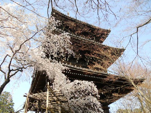 2015-3-31 真如堂三重塔と桜.jpg