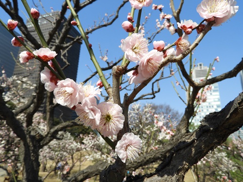 旧芝離宮恩賜庭園にて