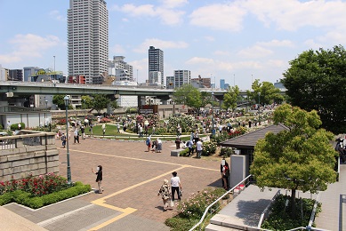 中之島公園のバラ