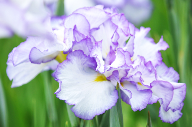 菖蒲３