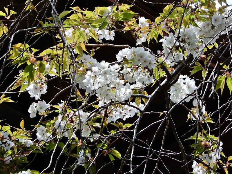 枝垂れ山桜21