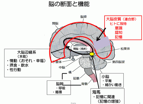 fushigi_brain_2_1.gif