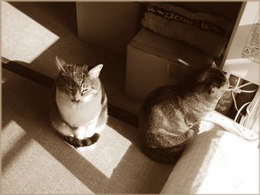 仲よく？ひなたぼっこ…