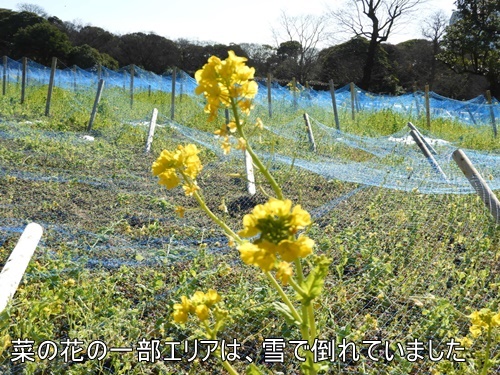 浜離宮恩賜庭園にて