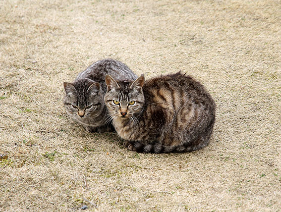 我が家のニャンコ♪2015/3/12-2