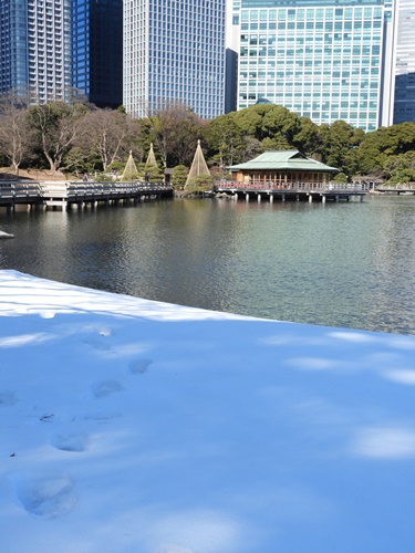 浜離宮恩賜庭園にて