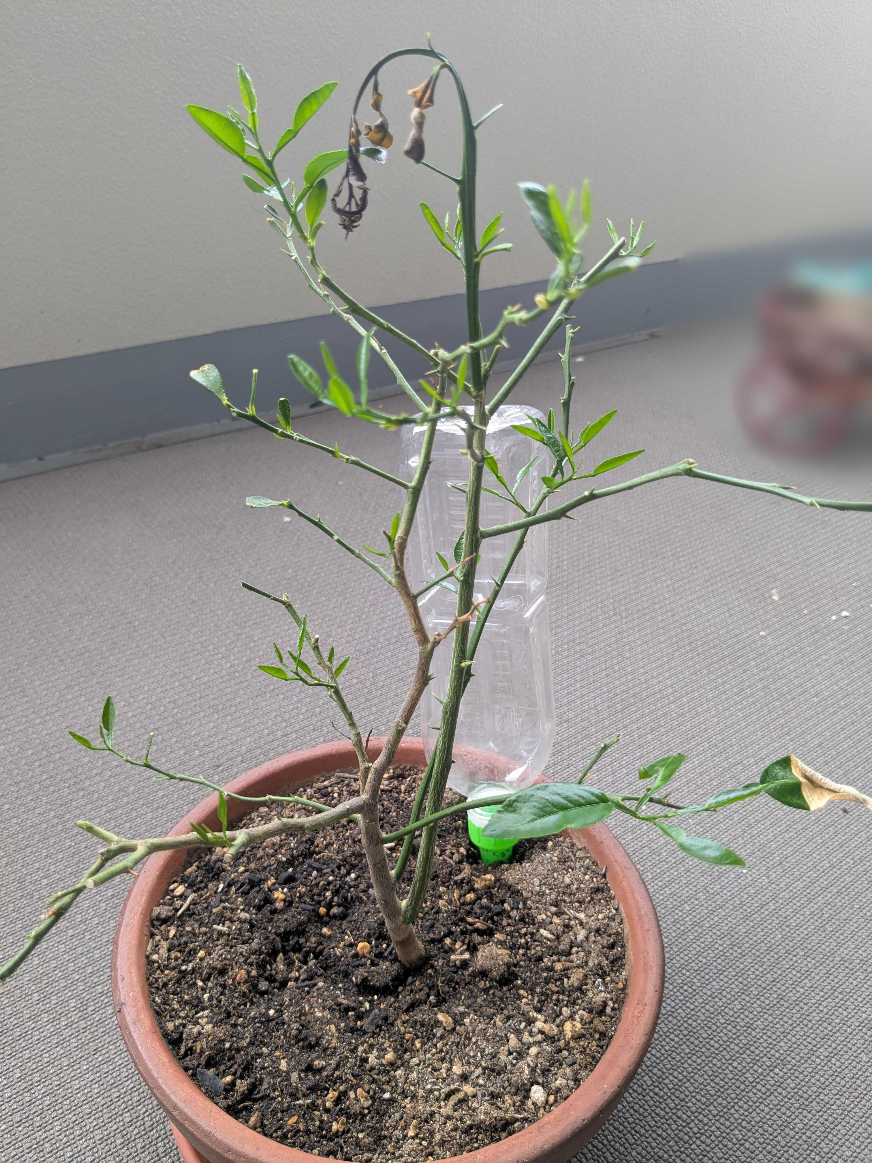 ベランダ　プランターのみかんの木　剪定