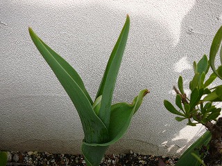 P1270467ss.jpg