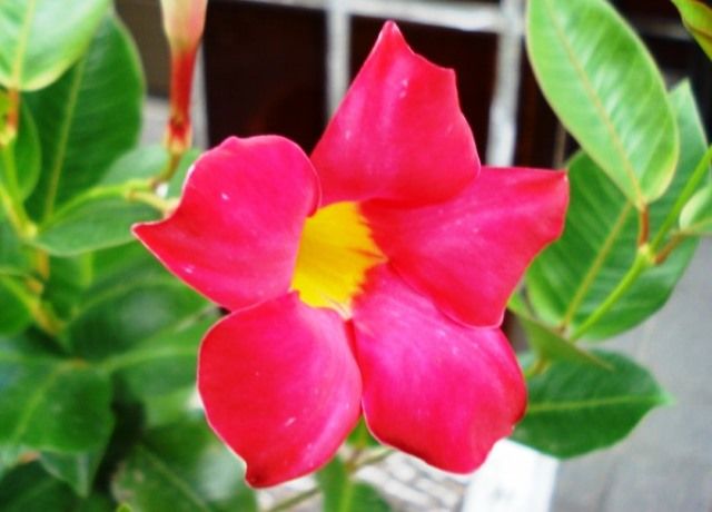 マンデビラの花 花と蕎麦とリハビリと 楽天ブログ