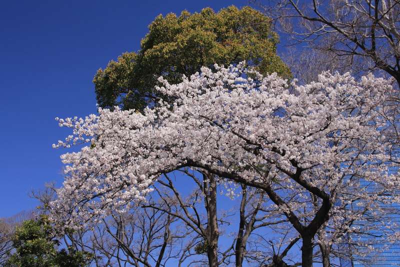 大阪城公園の桜_003.jpg