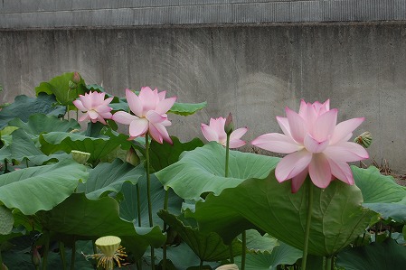 s-DSC_0938.jpg