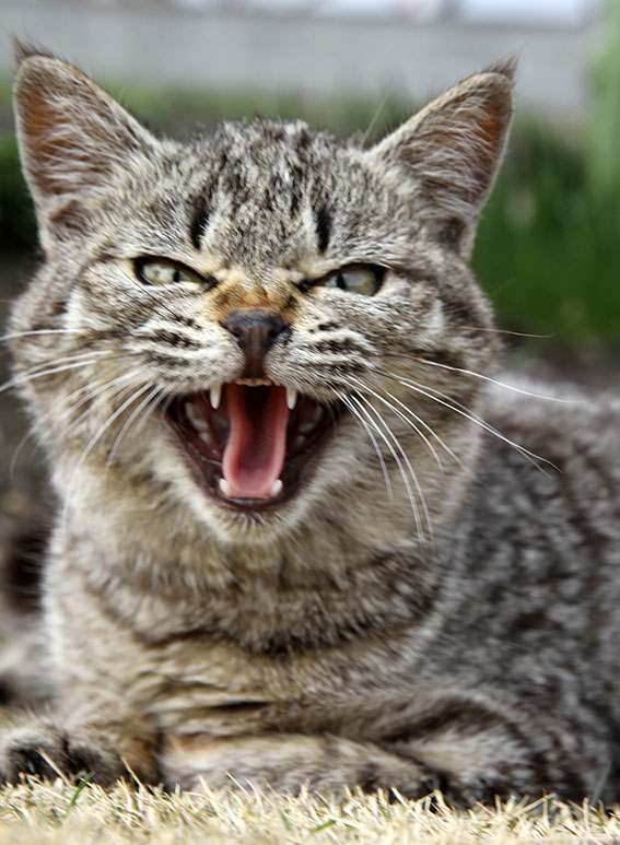 我が家のニャンコ♪2015/3/16-3