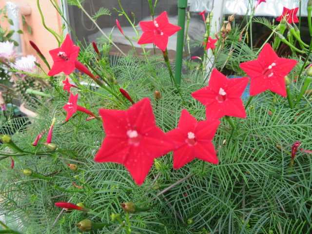 縷紅草 ルコウソウ サボテンの花 写真あり 私の好きな花 楽天ブログ