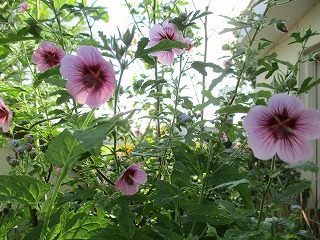 IMG_8040ss.jpg