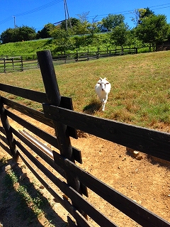 動物
