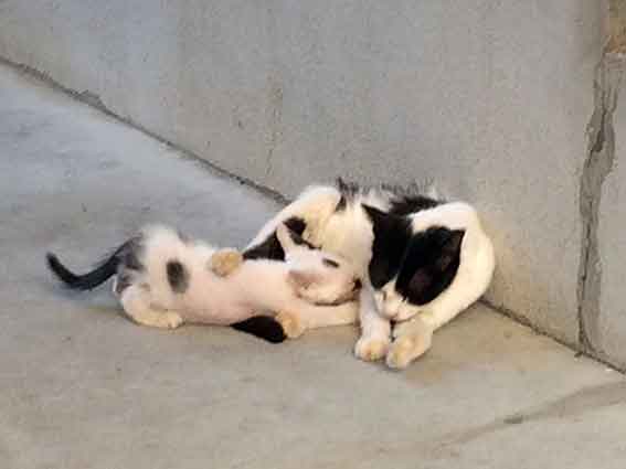 我が家のニャンコ♪2016/07/26-4