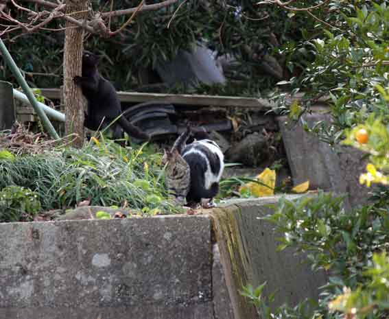 我が家のニャンコ♪2013/12/9-3