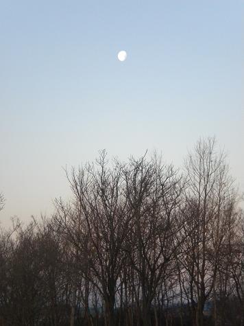２／１１　朝の月と木.JPG