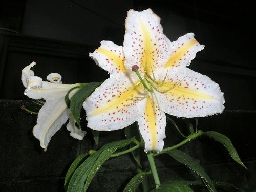 ユリ カサブランカ 開きかけのまま 椿に夢中 楽天ブログ