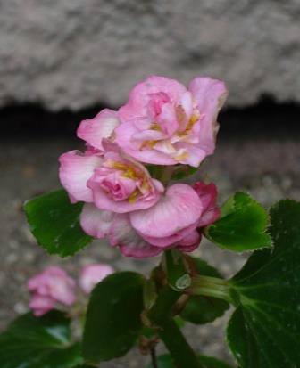DSCN0179.JPG