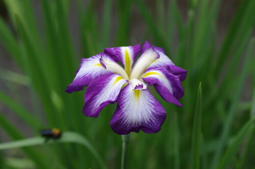 小石川後楽園の花菖蒲