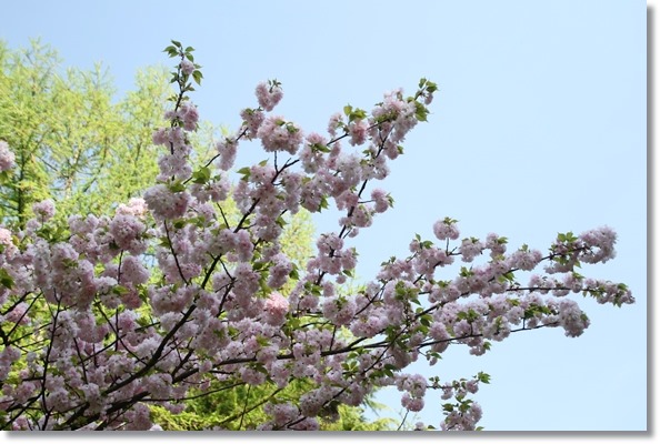 樹木公園-33 江戸-2 16.4.20