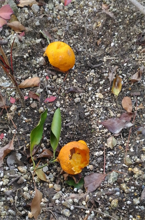 20160329003.jpg
