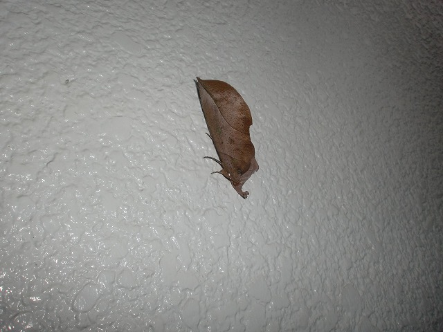 s-CIMG9014.jpg