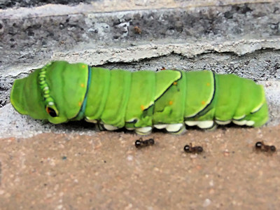 アゲハチョウの幼虫