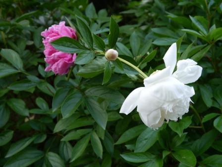 P1050691（花）.jpg