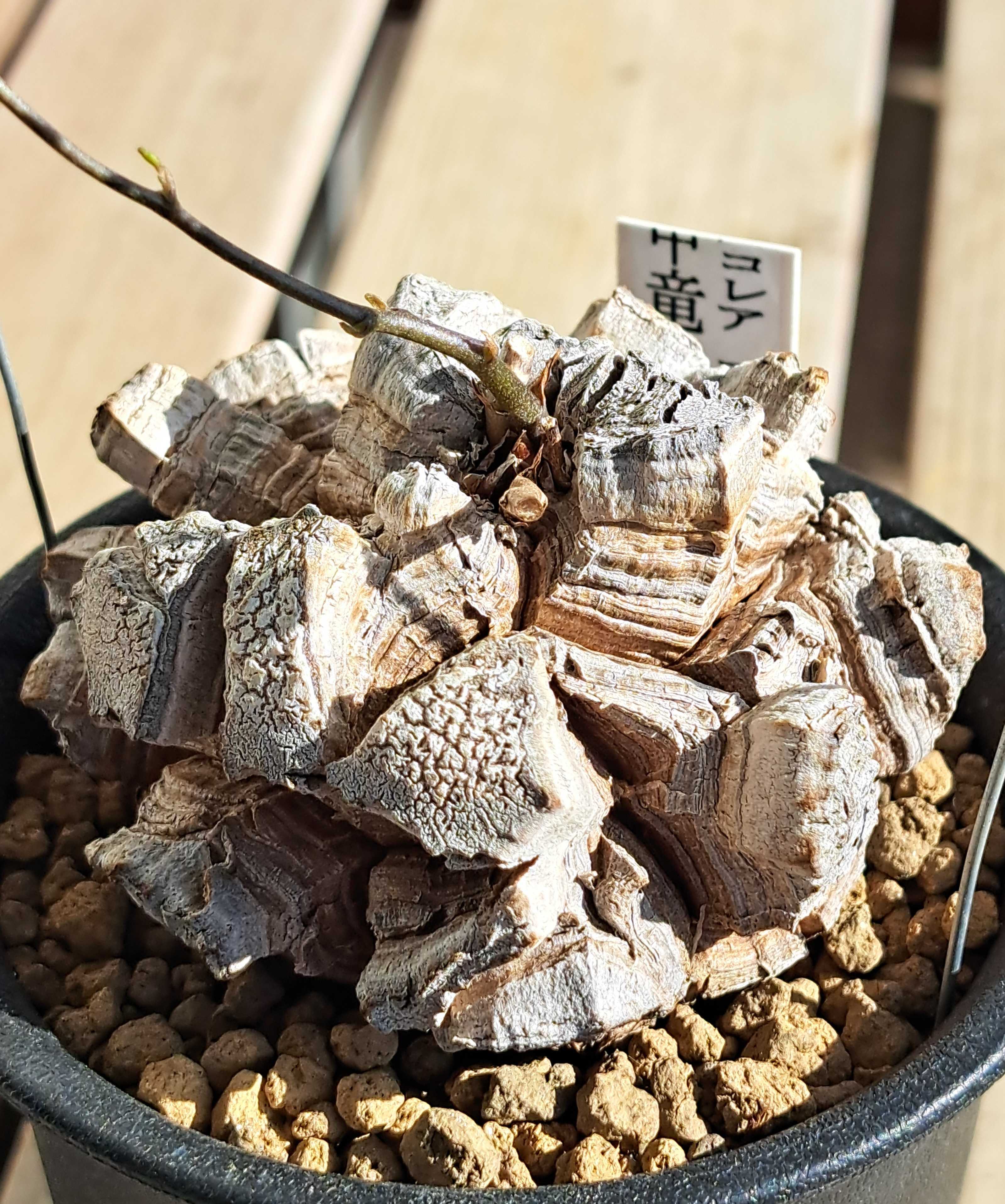 亀甲竜3鉢の様子を見る | デルオの多肉日記 - 楽天ブログ