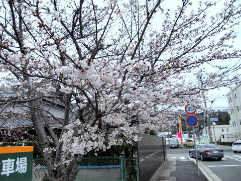 ホ－ムセンタ－前の桜-1