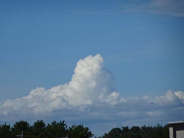 入道雲 あんず の ブログ 楽天ブログ