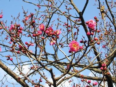 山田池公園　梅林