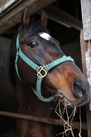 現地購入的中単勝馬券【2000年フェブラリーステークス】ウイングアロー 放たれた矢は終わりから始まりへ - 2000年フェブラリー