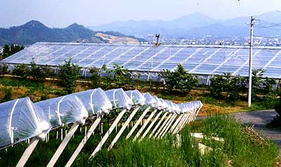 附属農場果樹園